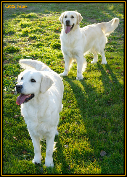 perro golden retriever villa ellie